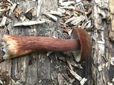 Austroboletus gracilis var. pulcherripes image