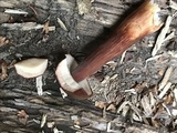 Austroboletus gracilis image