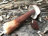 Austroboletus gracilis var. pulcherripes image