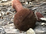 Austroboletus gracilis var. pulcherripes image