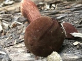 Austroboletus gracilis var. pulcherripes image