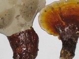 Ganoderma meredithiae image
