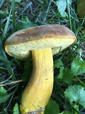 Boletus auripes image