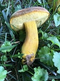 Boletus auripes image
