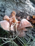 Auricularia fuscosuccinea image