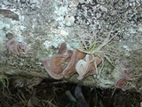 Auricularia fuscosuccinea image
