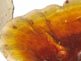 Ganoderma meredithiae image