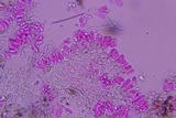 Flagelloscypha minutissima image