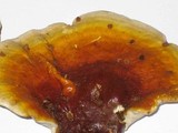 Ganoderma meredithiae image