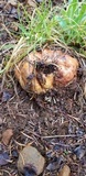 Boletus rex-veris image