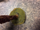 Aureoboletus russellii image