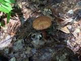 Aureoboletus russellii image