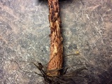 Aureoboletus russellii image