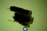 Rectipilus davidii image