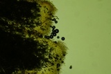 Rectipilus davidii image