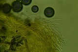 Rectipilus davidii image