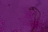 Rectipilus davidii image