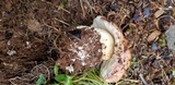 Boletus rex-veris image