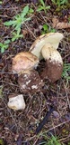 Boletus rex-veris image