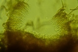 Merismodes fasciculata image