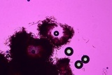 Merismodes fasciculata image