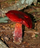Butyriboletus frostii image