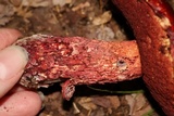 Butyriboletus frostii image