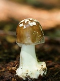 Amanita brunnescens image