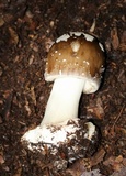 Amanita brunnescens image