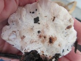 Abortiporus biennis image
