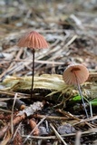 Marasmius siccus image