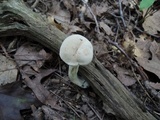 Boletus pallidus image