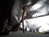 Panaeolus goossensiae image
