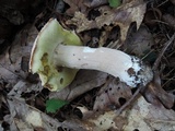 Boletus chippewaensis image