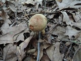 Xerocomus illudens image