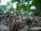 Panaeolus goossensiae image