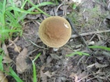 Leccinellum quercophilum image