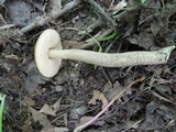 Leccinellum quercophilum image