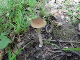 Leccinellum quercophilum image