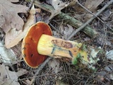 Boletus subluridellus image