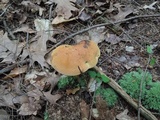 Boletus subluridellus image