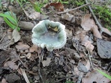 Russula redolens image