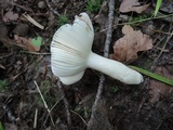 Russula redolens image