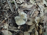 Russula albonigra image