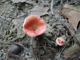 Russula pusilla image