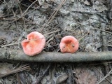Russula pusilla image