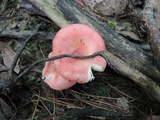 Russula pusilla image