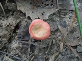Russula minutula image