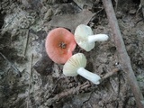 Russula minutula image