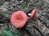 Russula rugulosa image